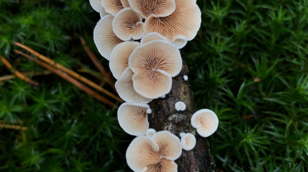 菌菇美容